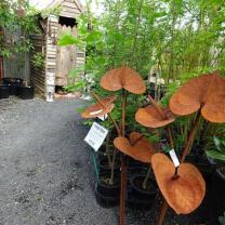 Drouin Nursery