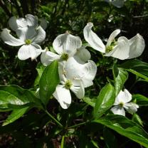 Kurinda Rose Nursery