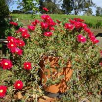 Kurinda Rose Nursery