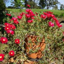 Kurinda Rose Nursery