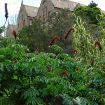 Abbotsford Convent