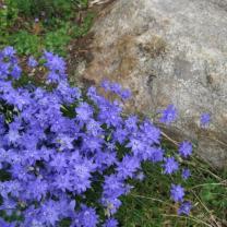 Ferny Creek Horticultural Society - Karwarra