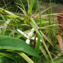 Ferny Creek Horticultural Society - Karwarra