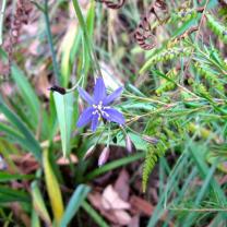 Ferny Creek Horticultural Society - Karwarra