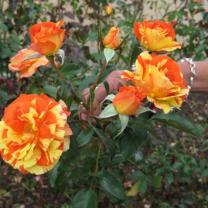 Mornington Botanical Rose Garden