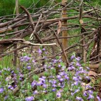 Ferny Creek Horticultural Society - Karwarra