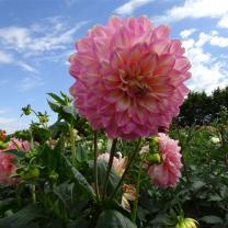 Country Dahlias, Winchelsea