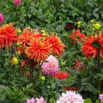 Country Dahlias, Winchelsea