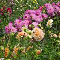 Country Dahlias, Winchelsea