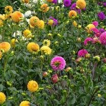 Country Dahlias, Winchelsea