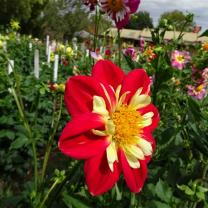 Country Dahlias, Winchelsea