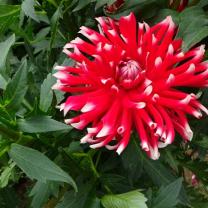 Country Dahlias, Winchelsea