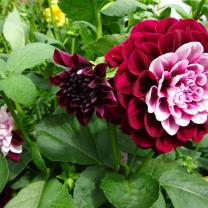 Country Dahlias, Winchelsea