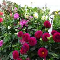 Country Dahlias, Winchelsea