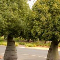 Geelong Botanic Gardens