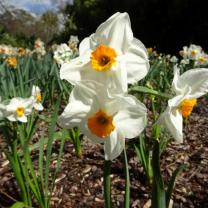 Fitzroy Gardens