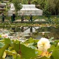 Blue Lotus Watergarden