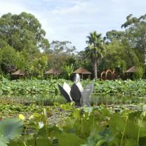 Blue Lotus Water Garden