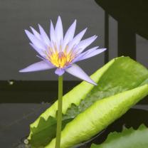 Blue Lotus Water Garden