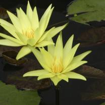 Blue Lotus Water Garden