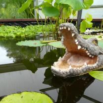 Blue Lotus Water Garden