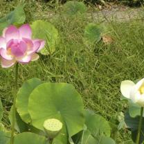 Blue Lotus Water Garden