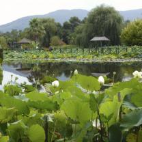 Blue Lotus Water Garden