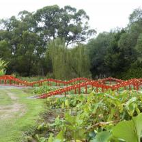 Blue Lotus Water Garden