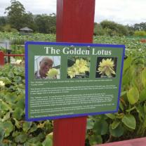 Blue Lotus Water Garden