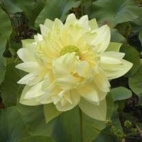 Blue Lotus Water Garden