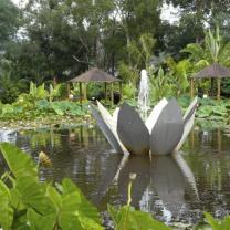 Blue Lotus Water Garden