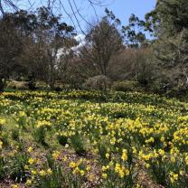 Forest Glade Gardens