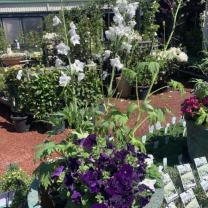 Riddells Creek Nursery