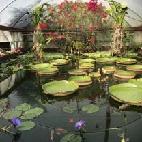 Blue Lotus water Garden