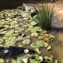 Blue Lotus water Garden