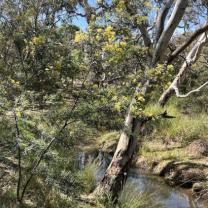 Melton Botanic Gardens