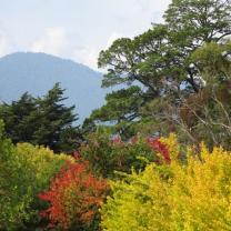 The Big Bouquet, Healesville