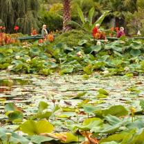 Blue Lotus Watergarden