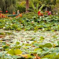 Blue Lotus Watergarden