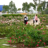 Mornington Botanical Rose Garden