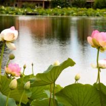 Blue Lotus Watergarden