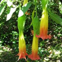 Ferny Creek Horticultural Society - Karwarra