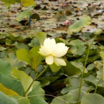 Blue Lotus Watergarden