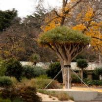 Geelong Botanic Gardens