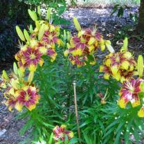 Ferny Creek Horticultural Society - Karwarra