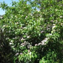 Ferny Creek Horticultural Society - Karwarra