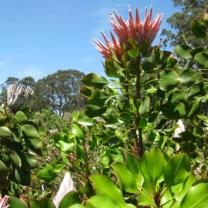 Ferny Creek Horticultural Society - Karwarra