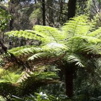 Alfred Nicholas Memorial Gardens