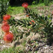 Ferny Creek Horticultural Society - Karwarra