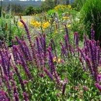 Ferny Creek Horticultural Society - Karwarra